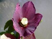 Helleborus Burgundy Red